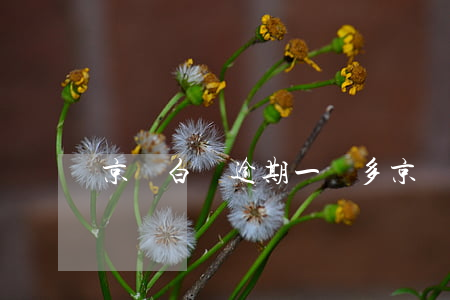 京東白條逾期一萬多（京東白條逾期1萬元）