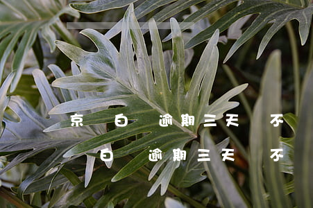 京東白條逾期三天會不會上征信黑名單-京東白條逾期三天會不會上征信黑名單呢