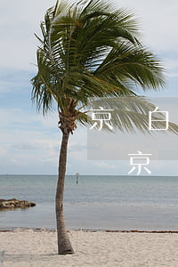 京東白條逾期三年能申請(qǐng)免息嗎(京東白條三個(gè)月免息)