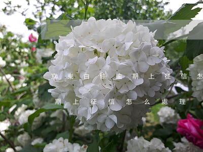 京東白條逾期上征信怎么處理-京東白條逾期上征信怎么處理
