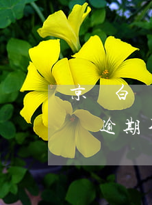 京東白條逾期不到130天怎么辦-京東白條逾期不到130天怎么辦呢
