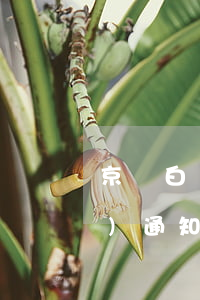 京東白條逾期不到一個(gè)月發(fā)通知函（京東白條逾期未收到通知）