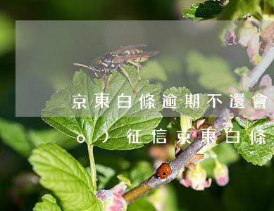 京東白條逾期不還會(huì)上報(bào)征信(京東白條逾期不還會(huì)上報(bào)征信)