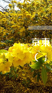京東白條逾期不還會(huì)怎么處理（結(jié)束京東白條逾期怎么辦）