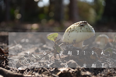 京東白條逾期了10天會(huì)上征信嗎-京東白條逾期了10天會(huì)上征信嗎怎么辦