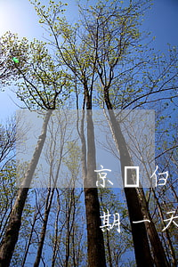 京東白條逾期了2天額度全沒了(京東白條逾期一天額度沒有了)