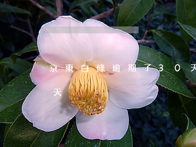 京東白條逾期了30天(京東白條逾期了30天)