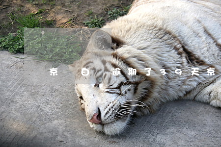 京東白條逾期了39天(京東白條逾期三天)