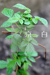 京東白條逾期了68天(京東白條逾期27天)