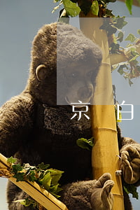 京東白條逾期了一個(gè)月還了