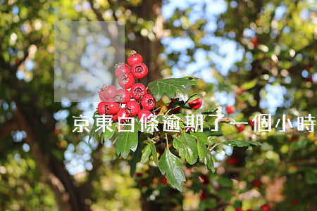 京東白條逾期了一個小時(京東白條一天逾期)