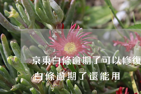京東白條逾期了可以修復(fù)嗎-京東白條逾期了還能用