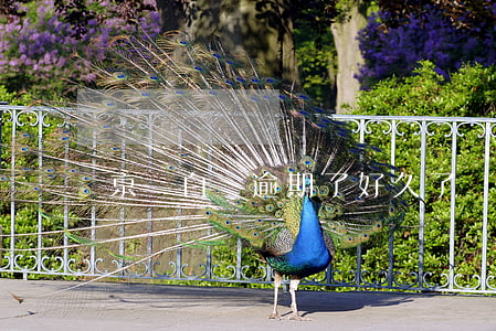 京東白條逾期了好久了