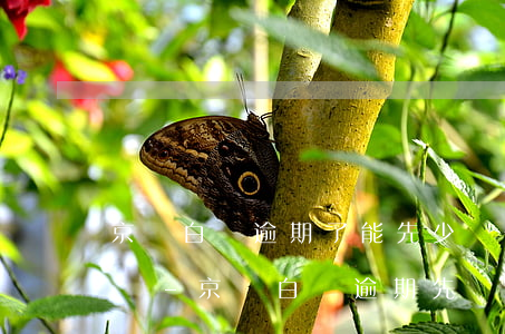 京東白條逾期了能先少還一點(diǎn)嗎-京東白條逾期先還一部分