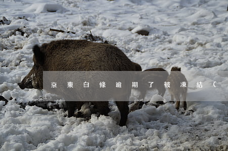 京東白條逾期了被凍結(jié)了怎么辦-
