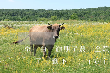 京東白條逾期了要還全款嗎(京東白條逾期的還了.剩下沒(méi)逾期的還要還)