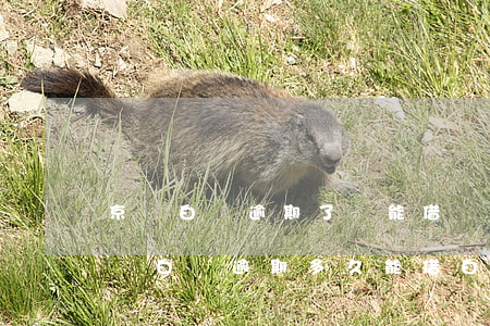 京東白條逾期了還能借錢(qián)嗎（京東白條逾期多久能借白條）