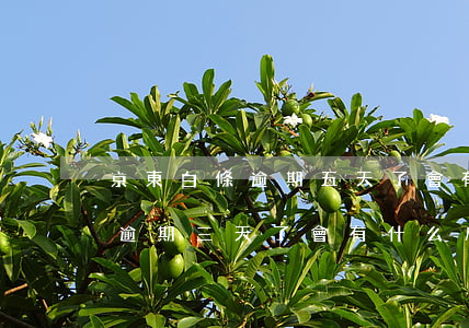 京東白條逾期五天了會有什么后果(京東白條逾期三天了會有什么后果?)