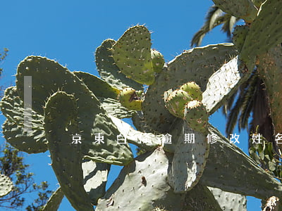 京東白條逾期修改姓名