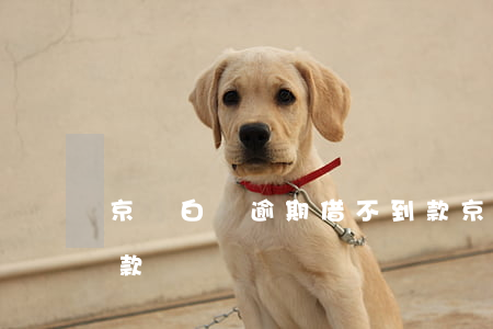 京東白條逾期借不到款 京東白條逾期借不到款