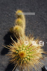 京東白條逾期催債恐嚇