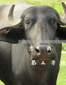 京東白條逾期催款后怎么處理(京東白條逾期第三方催款很煩)