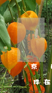 京東白條逾期兩個(gè)月發(fā)函件在哪里 京東白條逾期多少天發(fā)函件