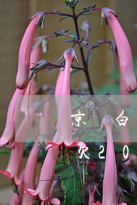 京東白條逾期兩個月了欠3000(京東白條欠200逾期一個月了)
