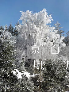 京東白條逾期兩個月后果會怎樣(京東白條逾期兩個月會怎么樣)