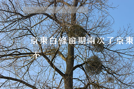 京東白條逾期兩次了(京東白條逾期2次嚴重不)