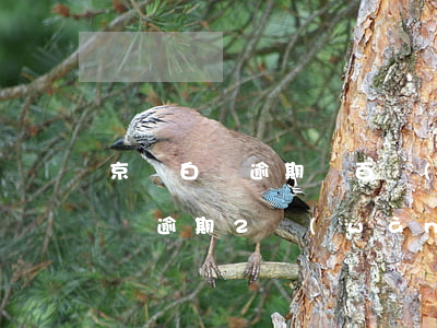 京東白條逾期兩百會(huì)怎樣（京東白條逾期2萬(wàn)會(huì)怎么樣）
