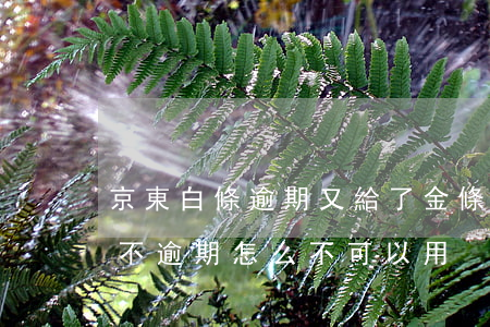 京東白條逾期又給了金條(京東金條逾期白條不逾期怎么不可以用)
