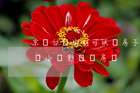 京東白條逾期可以買房子嗎?（京東白條逾期幾個小時影響買房嗎）