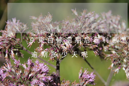 京東白條逾期后日利息怎么算 京東白條可以逾期多少天呢