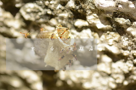 京東白條逾期后會不會影響花唄-