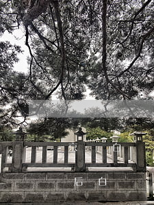 京東白條逾期后白條不給提額（京東白條逾期后白條）