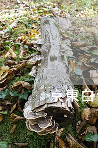 京東白條逾期后讓我全額處理