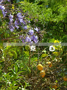 京東白條逾期后還了最低