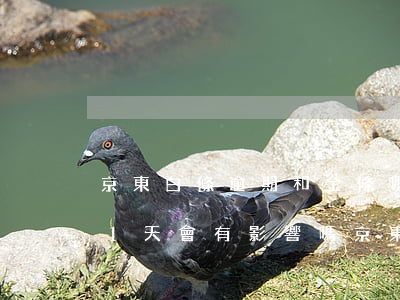 京東白條逾期和金條哪個重要(京東白條逾期1天會有影響嗎?京東金條逾期攻略!)