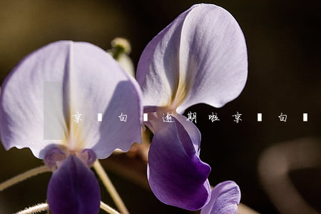 京東白條逾期啦(京東白條可以逾期)