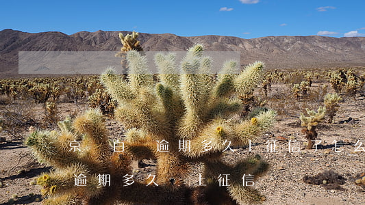 京東白條逾期多久上征信了怎么辦(京東白條逾期多久會上征信?)