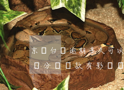 京東白條逾期多久可以借款-京東白條逾期幾分鐘還款有影響嗎