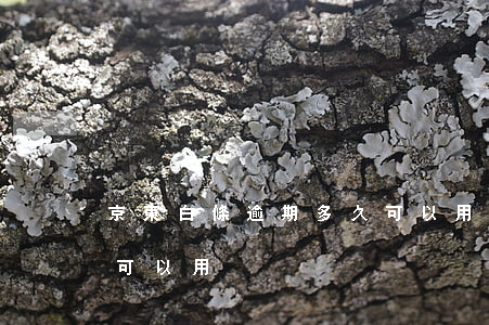 京東白條逾期多久可以用(京東白條逾期多久可以用)