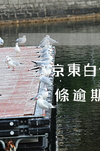 京東白條逾期多久會(huì)正常(京東白條逾期幾天了會(huì)有什么后果?)