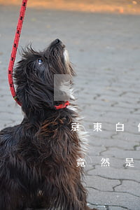 京東白條逾期多久會被起訴?結(jié)果竟然是這樣的!（京東白條逾期結(jié)案是什么意思）