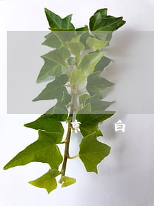 京東白條逾期多久能用（京東白條逾期有緩沖嗎）