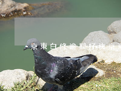 京東白條逾期好快(京東白條逾期很久)