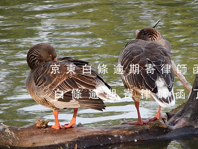 京東白條逾期寄律師函了可以拒收嗎-京東白條逾期寄律師函了可以拒收嗎安全嗎