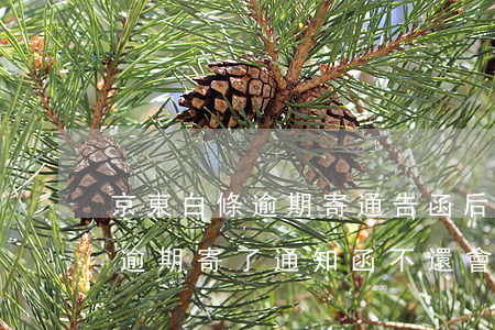 京東白條逾期寄通告函后怎么處理 京東白條逾期寄了通知函不還會怎么樣