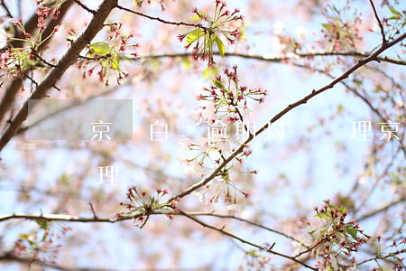 京東白條逾期封賬處理(京東白條逾期封賬處理)